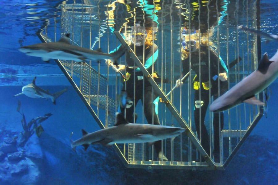 Banjaard Beachhouse Patrijzenlaan 14 كامبيرلاند المظهر الخارجي الصورة